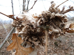 Andricus multiplicatus