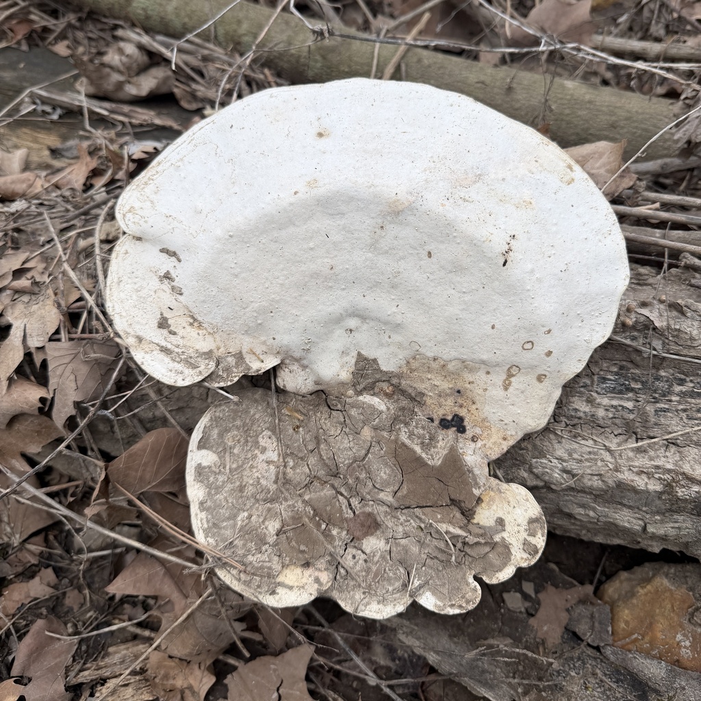 Trametes aesculi · March 2026 · photo: © conhawn (iNaturalist, cc-by)