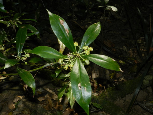 Brush Pepperbush (Tasmannia insipida)