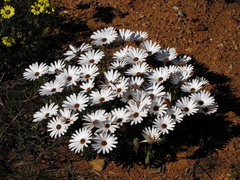 Dimorphotheca nudicaulis