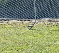 Otospermophilus beecheyi