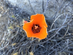 Calochortus kennedyi