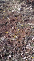 Crocus angustifolius