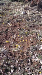 Crocus angustifolius