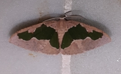Celenna festivaria