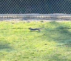 Otospermophilus beecheyi