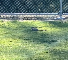 Otospermophilus beecheyi