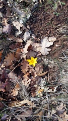 Crocus angustifolius