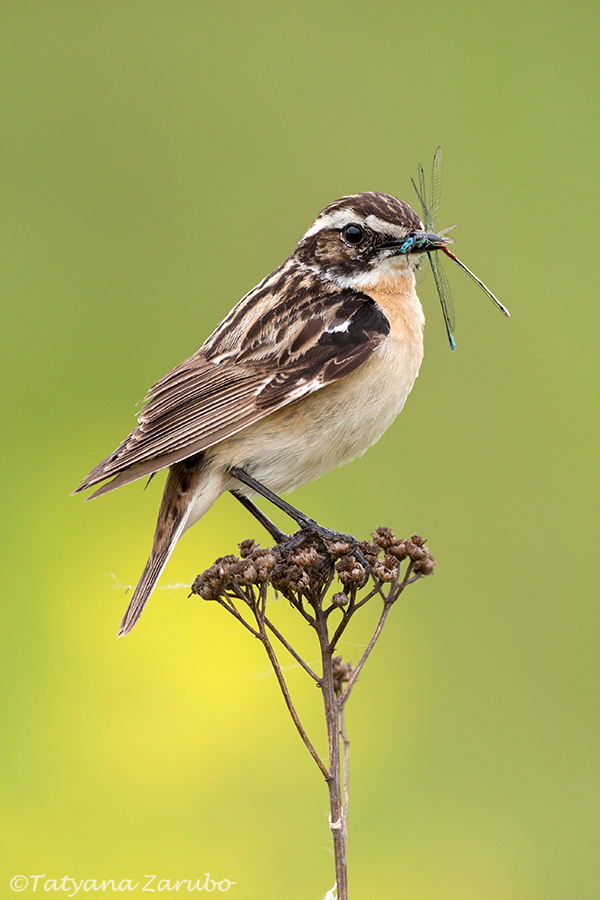 Stonechats and Bushchats