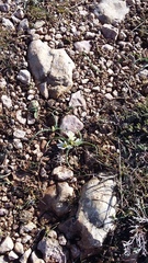 Ornithogalum fimbriatum