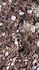 Ornithogalum fimbriatum