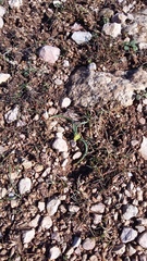 Ornithogalum fimbriatum