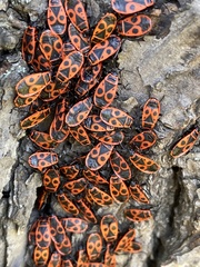 Pyrrhocoris apterus