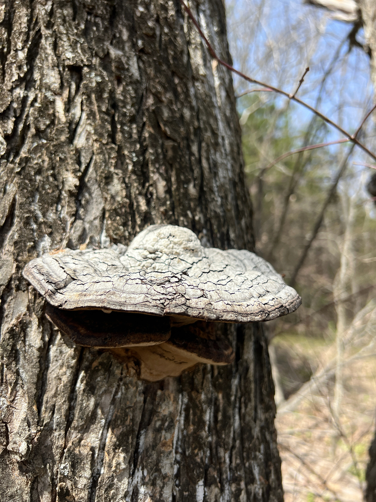 Fomes fasciatus · March 2026 · photo: © jennyjenwren (iNaturalist, cc0)