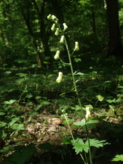 Aconitum lycoctonum