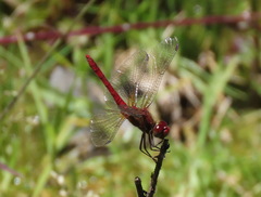 Sympetrum gilvum
