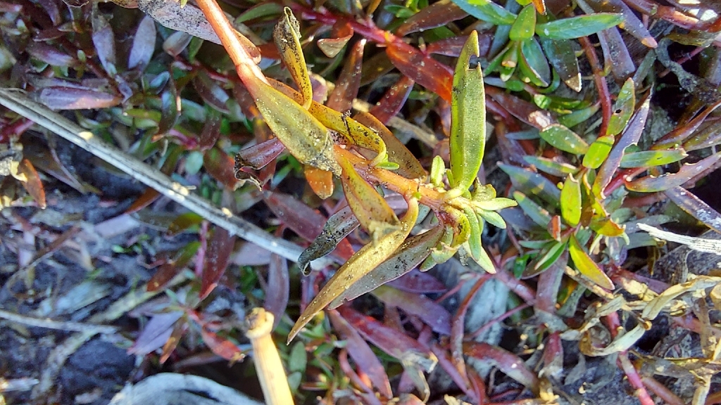 Foto de Ludwigia arcuata