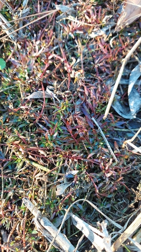 Foto de Ludwigia arcuata