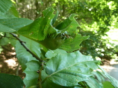 Dryocosmus kuriphilus