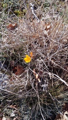 Crocus angustifolius