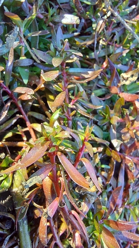 Foto de Ludwigia arcuata