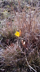 Crocus angustifolius