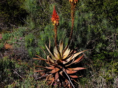 Aloe microstigma