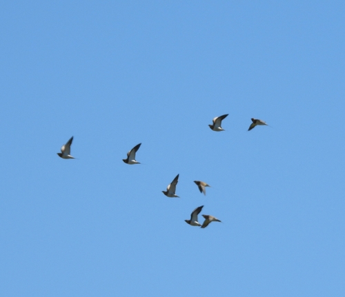 Pin-tailed Sandgrouse (Pterocles alchata), photo 4