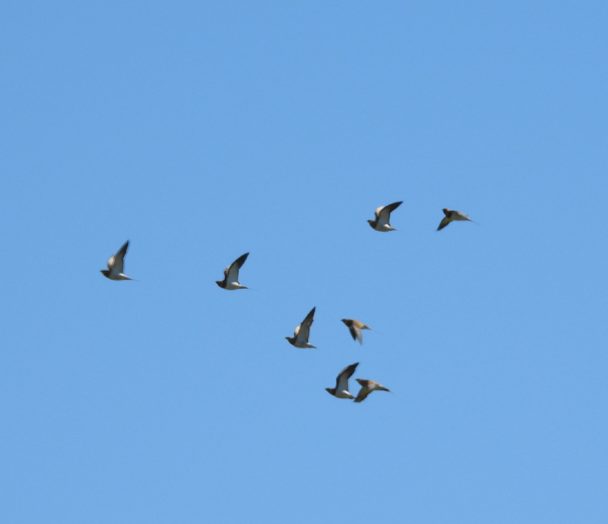 Pin-tailed Sandgrouse (Pterocles alchata), photo 4