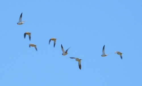 Pin-tailed Sandgrouse (Pterocles alchata), photo 5