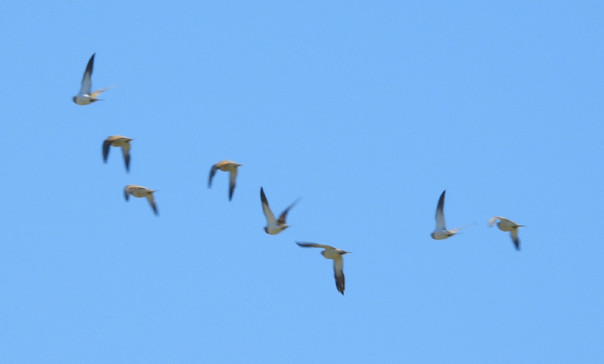 Pin-tailed Sandgrouse (Pterocles alchata), photo 5