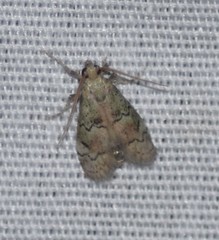 Cacotherapia flexilinealis