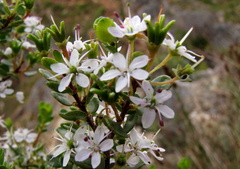 Agathosma ovata