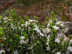 Agathosma ovata