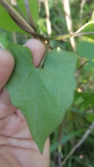 Mikania cordifolia