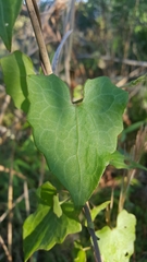 Mikania cordifolia