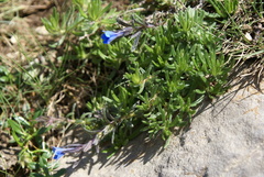 Glandora prostrata