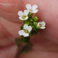 Mummenhoffia alliacea, photograph M. Whitson, CC BY, iNaturalist via GBIF