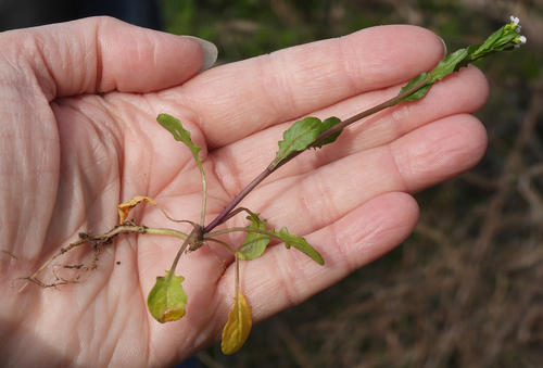 Mummenhoffia alliacea, photograph 4