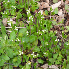Mummenhoffia alliacea, photograph M. Whitson, CC BY, iNaturalist via GBIF