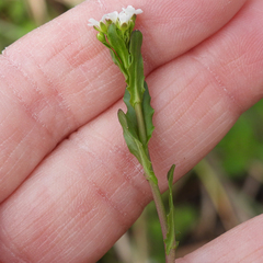 Mummenhoffia alliacea, photograph M. Whitson, CC BY, iNaturalist via GBIF