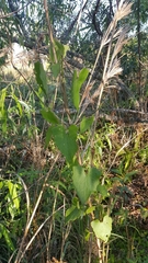 Mikania cordifolia