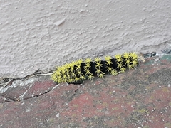 Leucanella viridescens