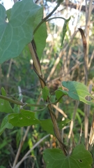 Mikania cordifolia