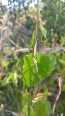 Mikania cordifolia