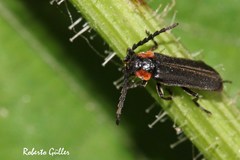 Polemius denticornis