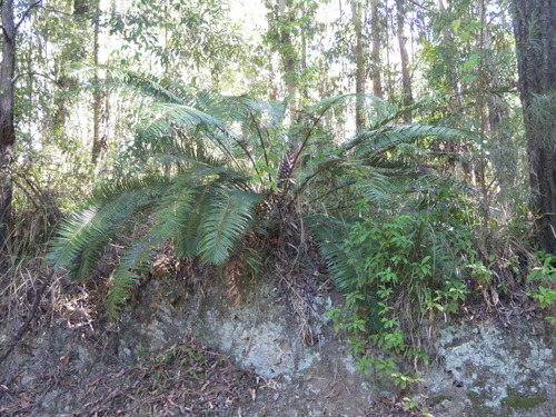 Pineapple Zamia (Lepidozamia peroffskyana)
