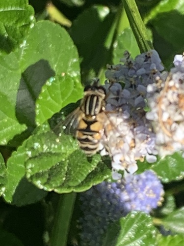 Unknown species found near Cordelia Rd, Fairfield, CA, US