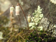 Drimia uniflora