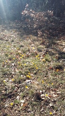 Crocus angustifolius